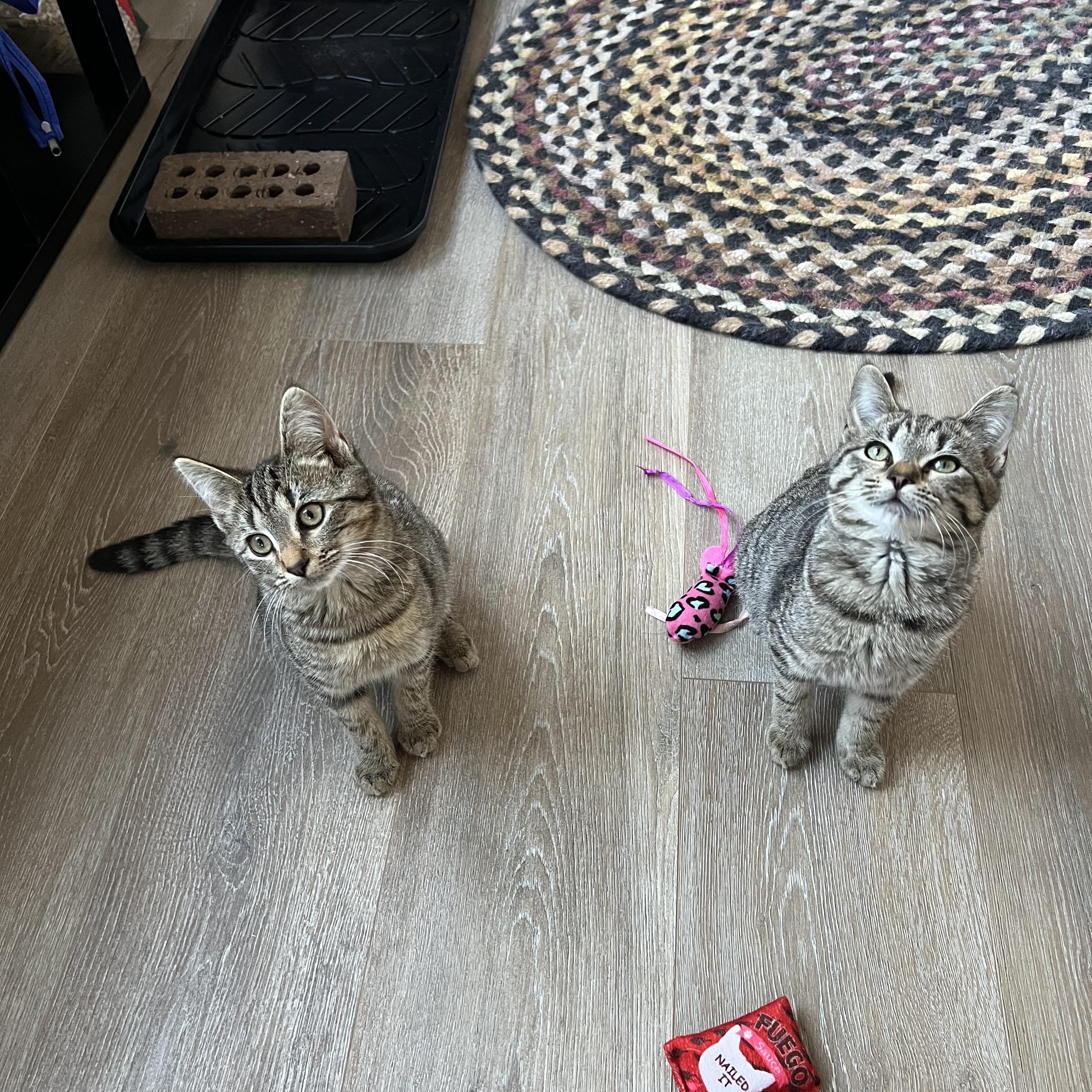 Enlarge Hope (Arney), a Adoptable Domestic Short Hair in Hickory, NC image 4/6