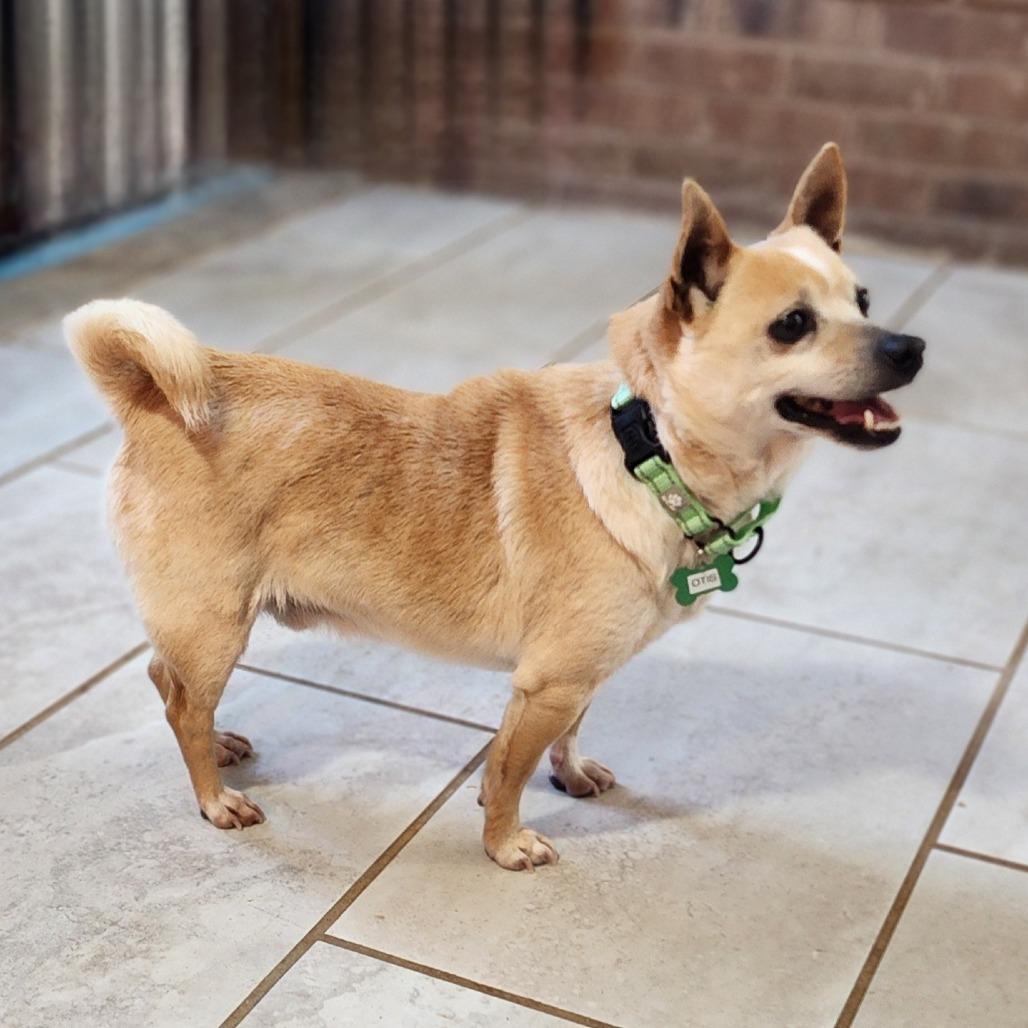 OTIS, a Adoptable mixed breed in Toms Brook, VA image 1/3