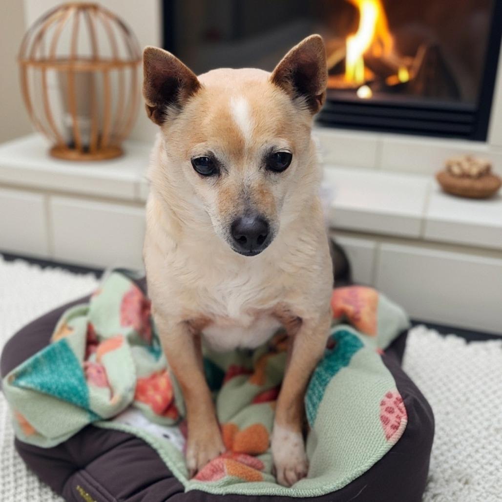 OTIS, a Adoptable mixed breed in Toms Brook, VA image 2/3