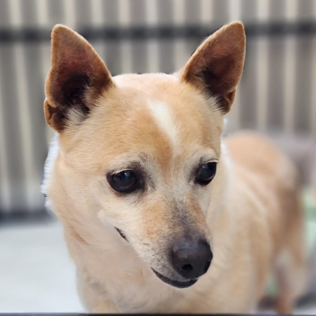 OTIS, a Adoptable mixed breed in Toms Brook, VA image 3/3