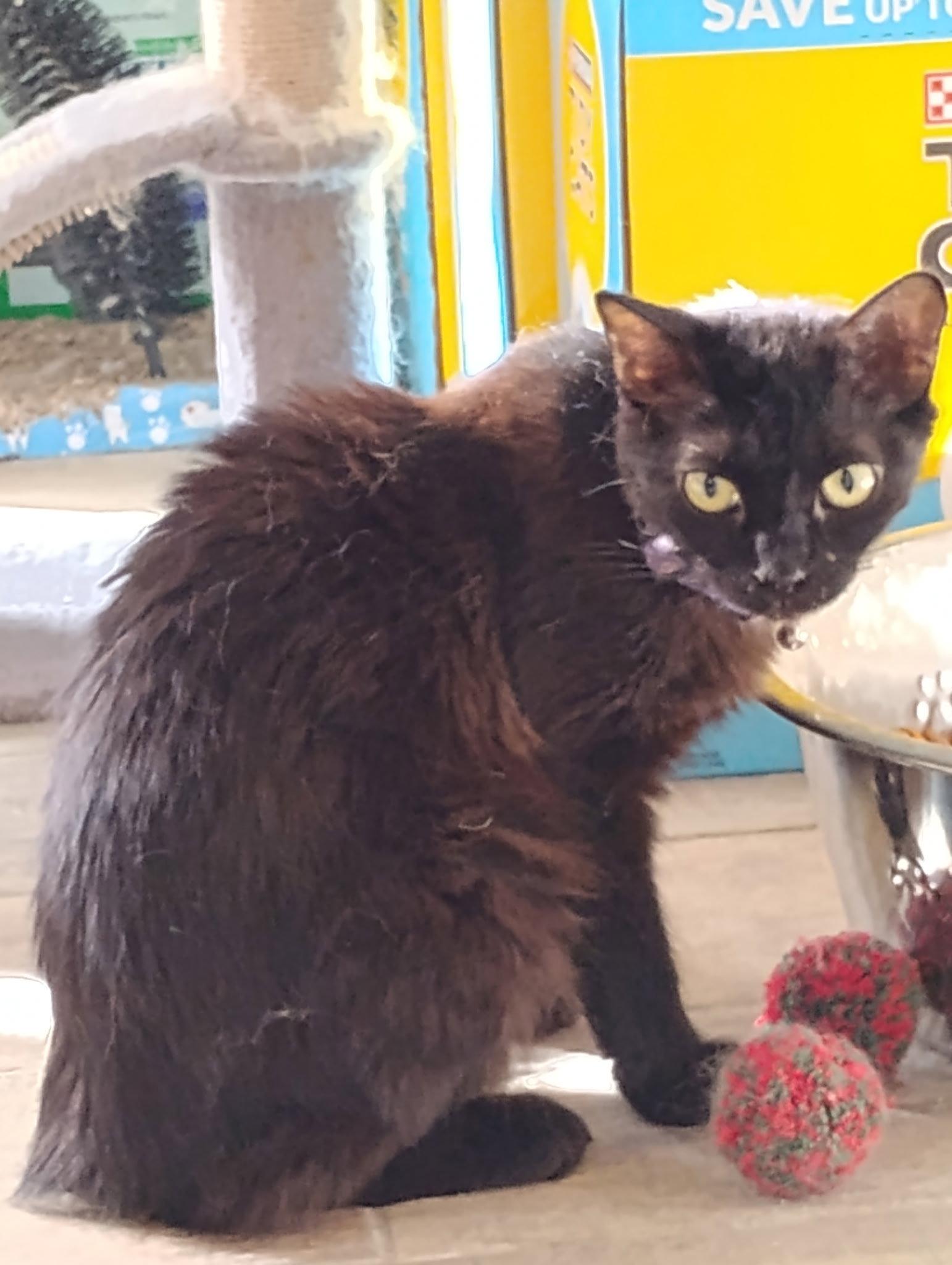 Enlarge Shadow, a Adoptable Bombay in Glendale, AZ image 1/1