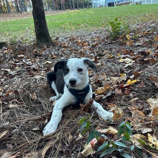 Vodka, Adoptable, Puppy Female Great Dane & Mixed Breed.