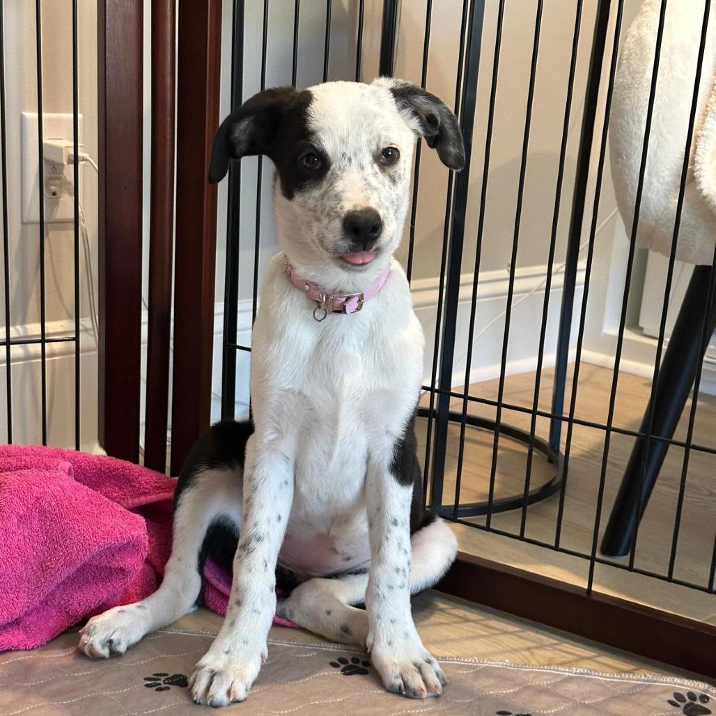 Enlarge Vodka, a Adoptable mixed breed in Raleigh, NC image 3/6