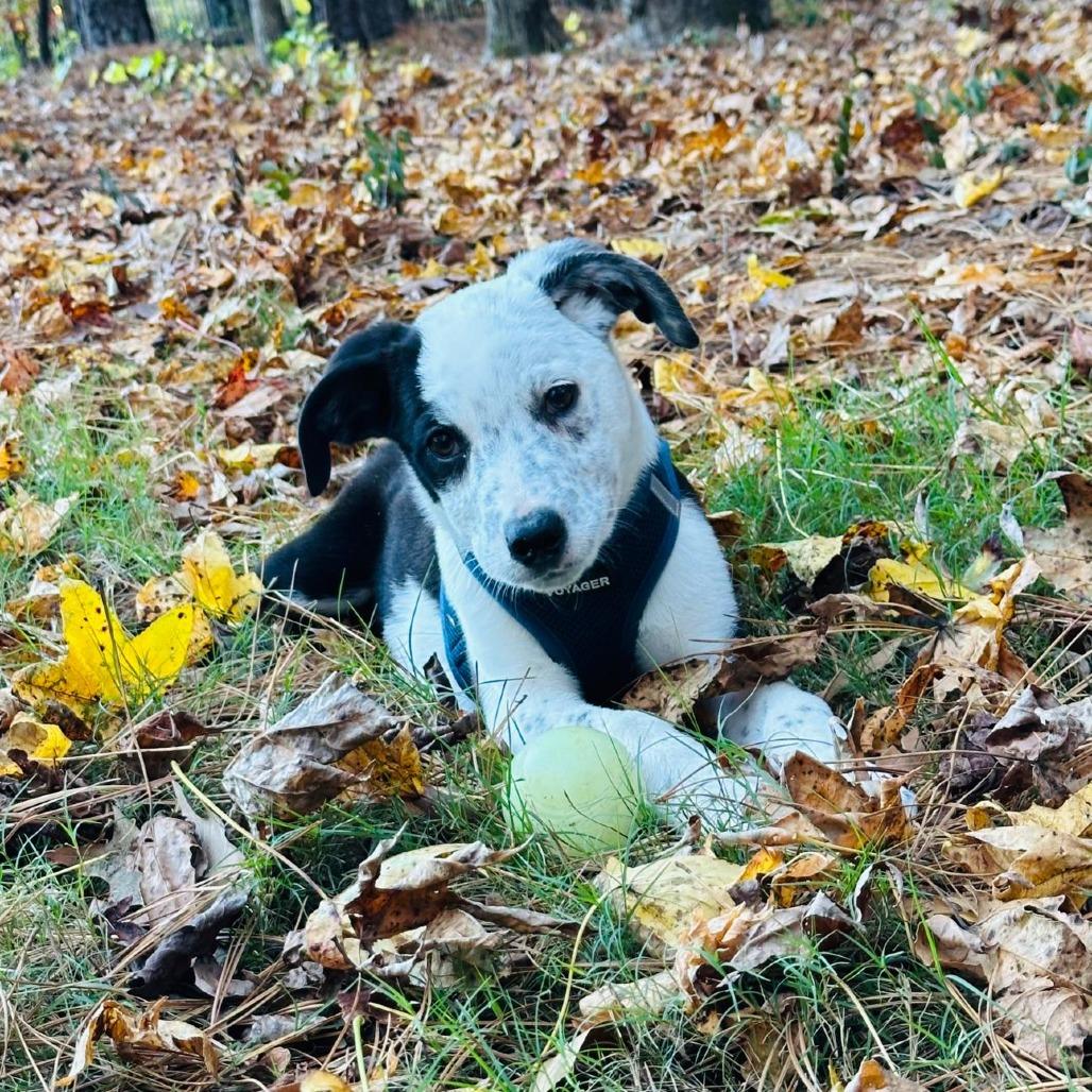 Enlarge Vodka, a Adoptable mixed breed in Raleigh, NC image 6/6