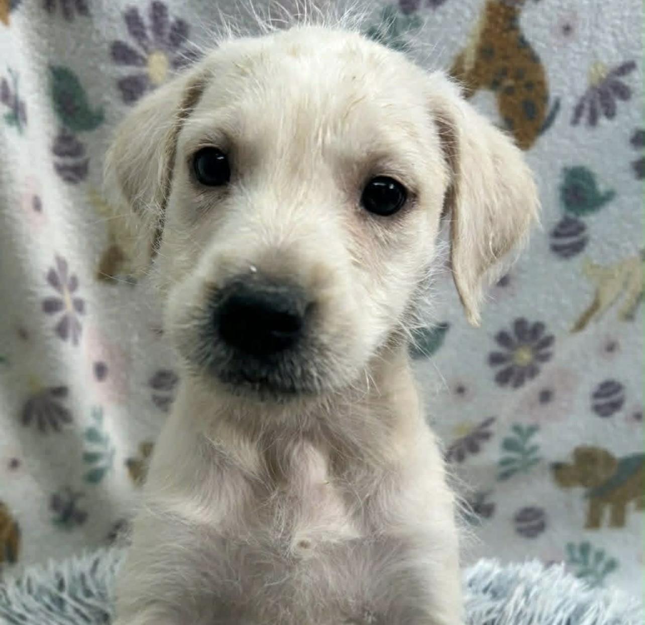 Peep in NH! Come Meet our Adoptable Dogs Wednesday-Saturday. More info in Bio! , an adopted mixed breed in Manchester, NH image 4/4