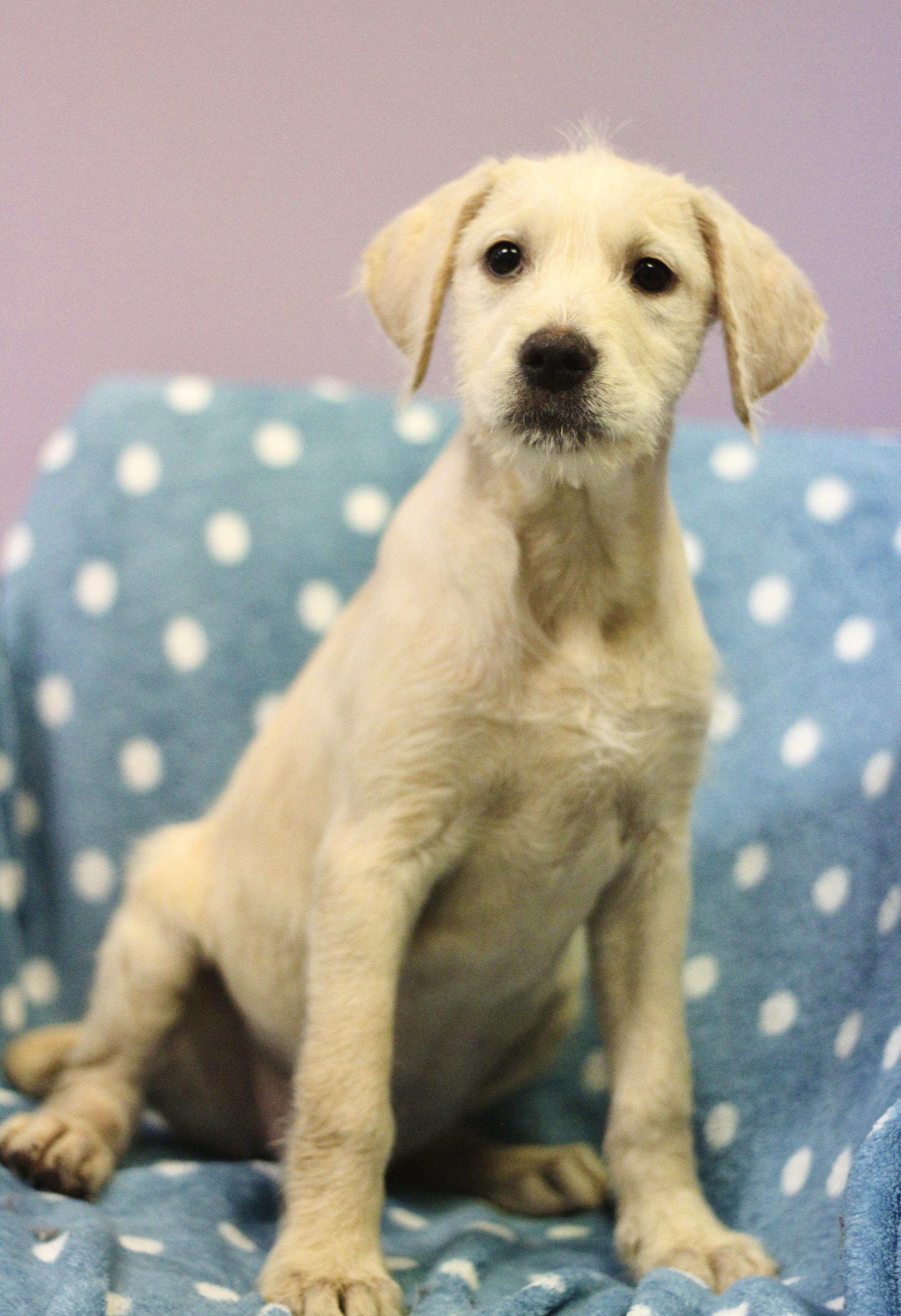 Peep in NH! Come Meet our Adoptable Dogs Wednesday-Saturday. More info in Bio! , an adopted mixed breed in Manchester, NH image 2/4