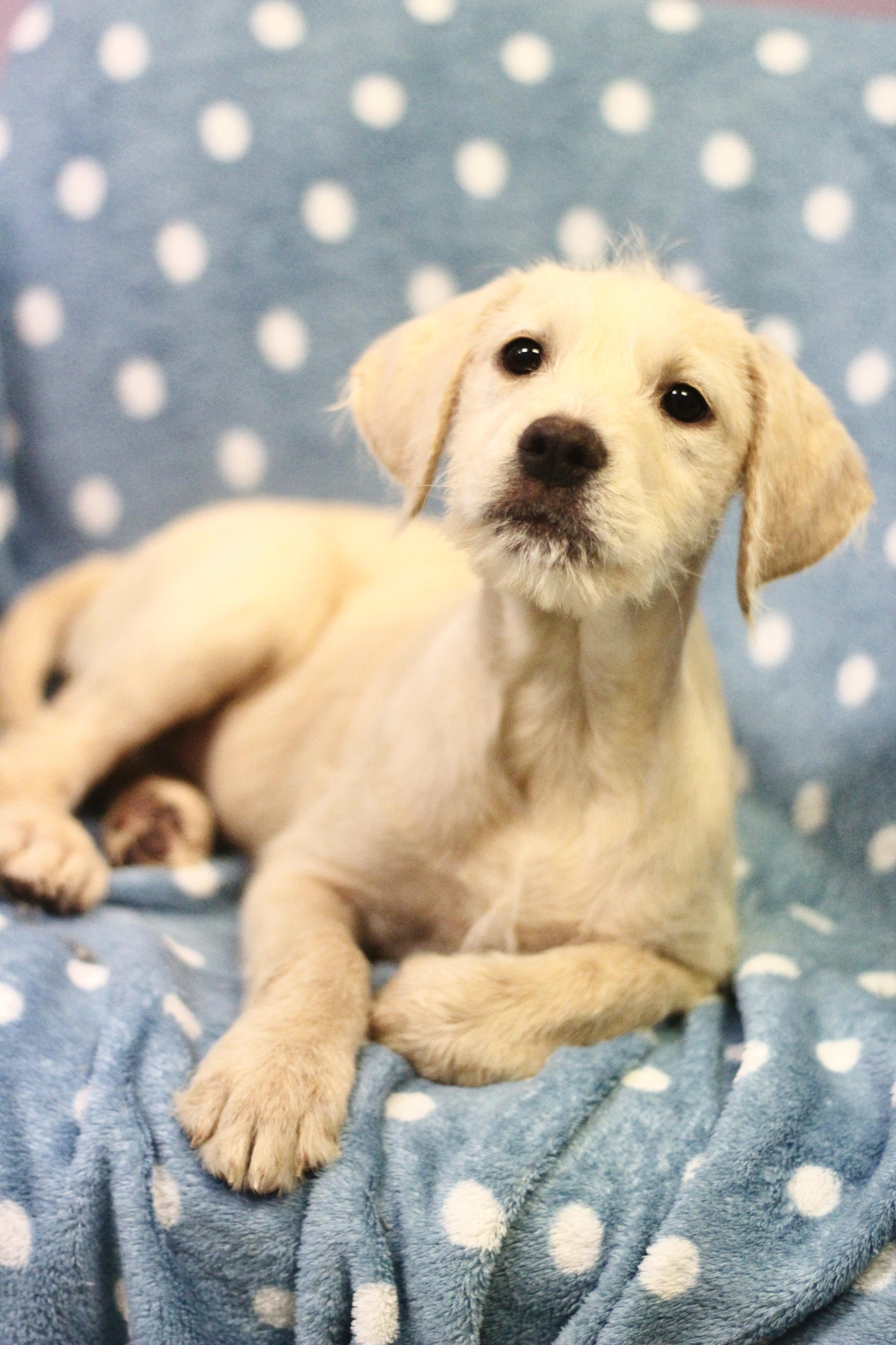Peep in NH! Come Meet our Adoptable Dogs Wednesday-Saturday. More info in Bio! , an adopted mixed breed in Manchester, NH image 1/4