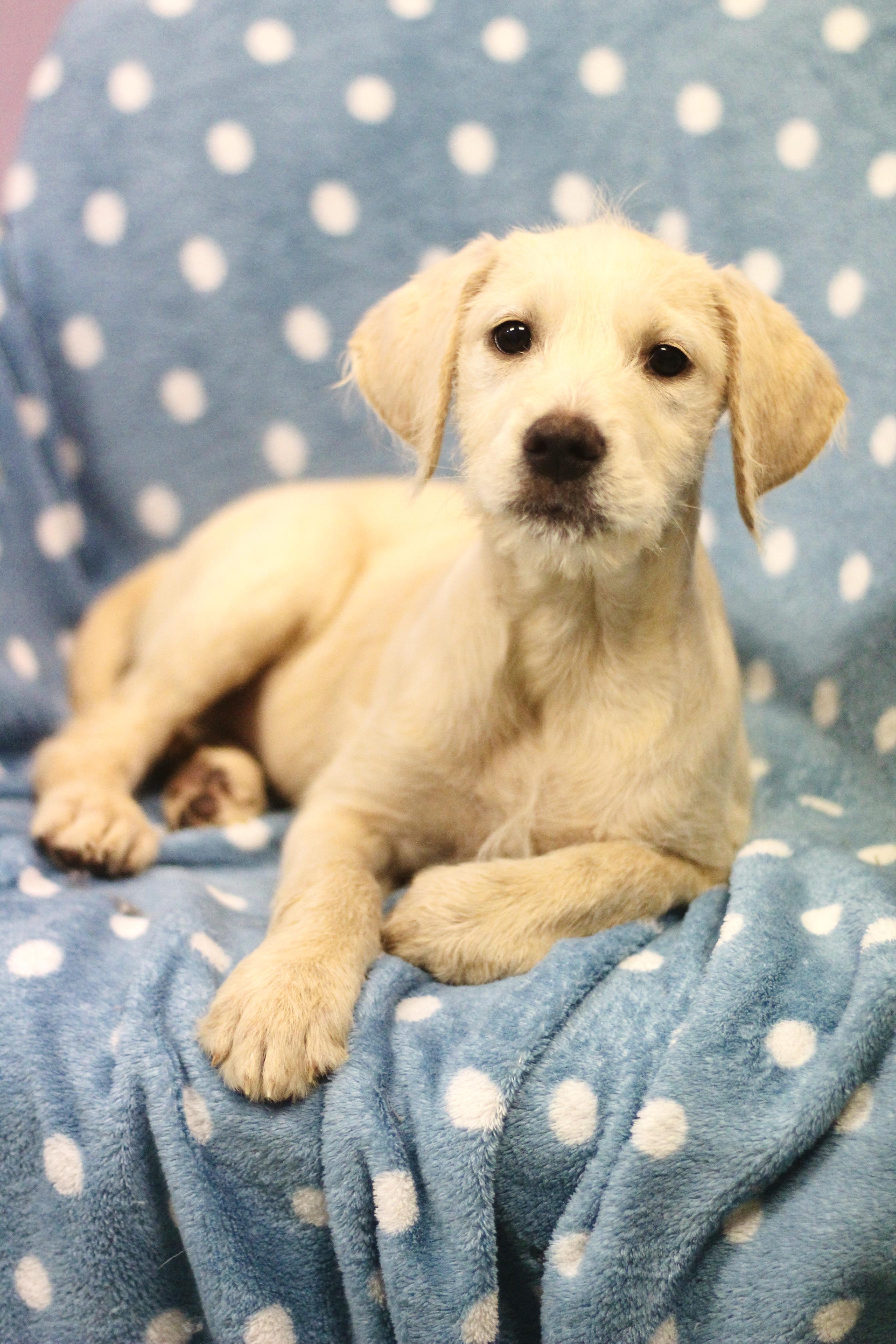 Peep in NH! Come Meet our Adoptable Dogs Wednesday-Saturday. More info in Bio! , an adopted mixed breed in Manchester, NH image 3/4