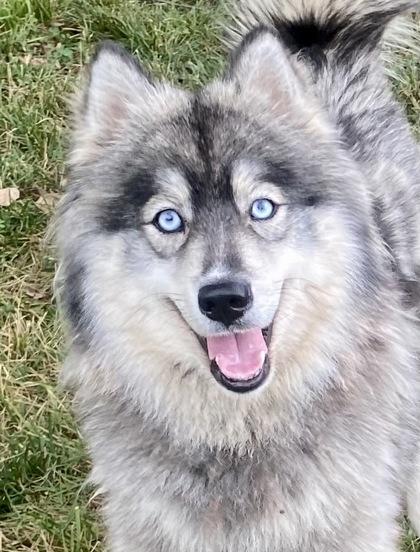 Baltino, a ADOPTABLE Siberian Husky in Glasgow, KY image 1/2