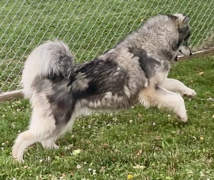 Baltino, a ADOPTABLE Siberian Husky in Glasgow, KY image 2/2