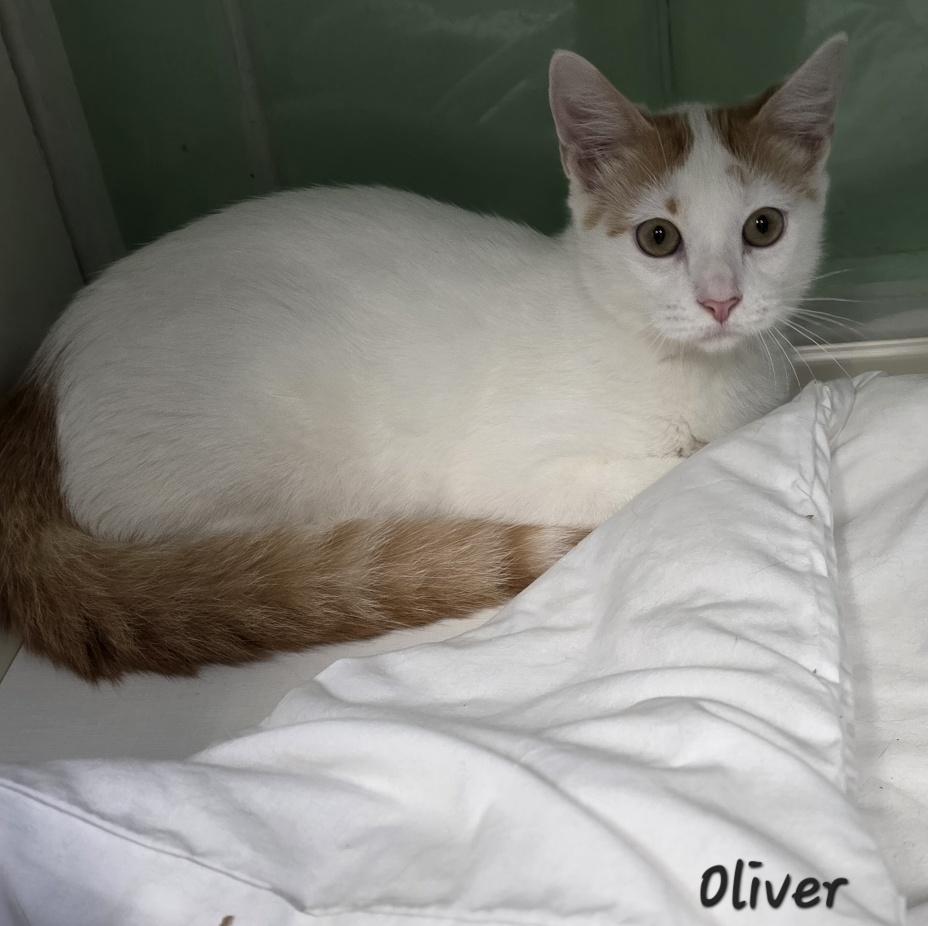 Enlarge Oliver, a Adoptable mixed breed in Key Largo, FL image 4/4