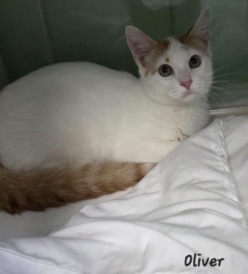 Enlarge Oliver, a Adoptable mixed breed in Key Largo, FL image 2/4