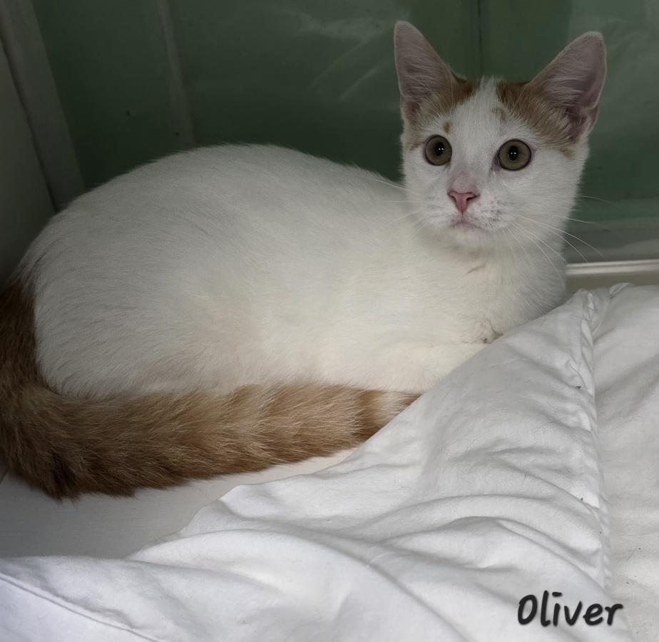 Oliver, Adoptable, Young Male Domestic Short Hair.