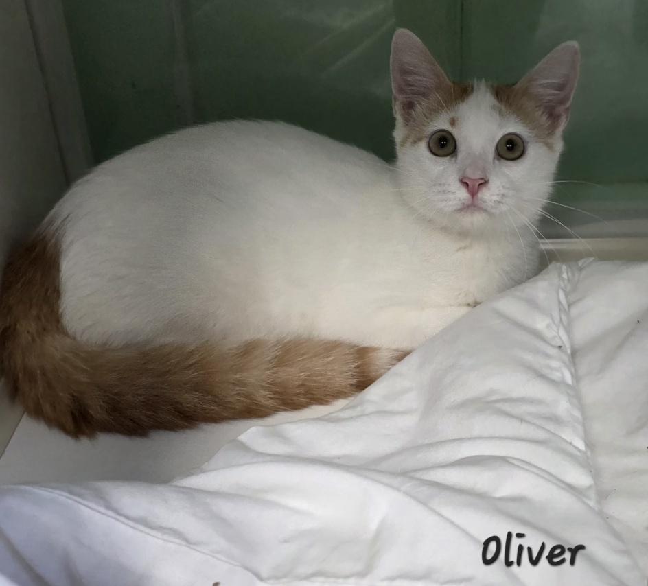 Enlarge Oliver, a Adoptable mixed breed in Key Largo, FL image 3/4
