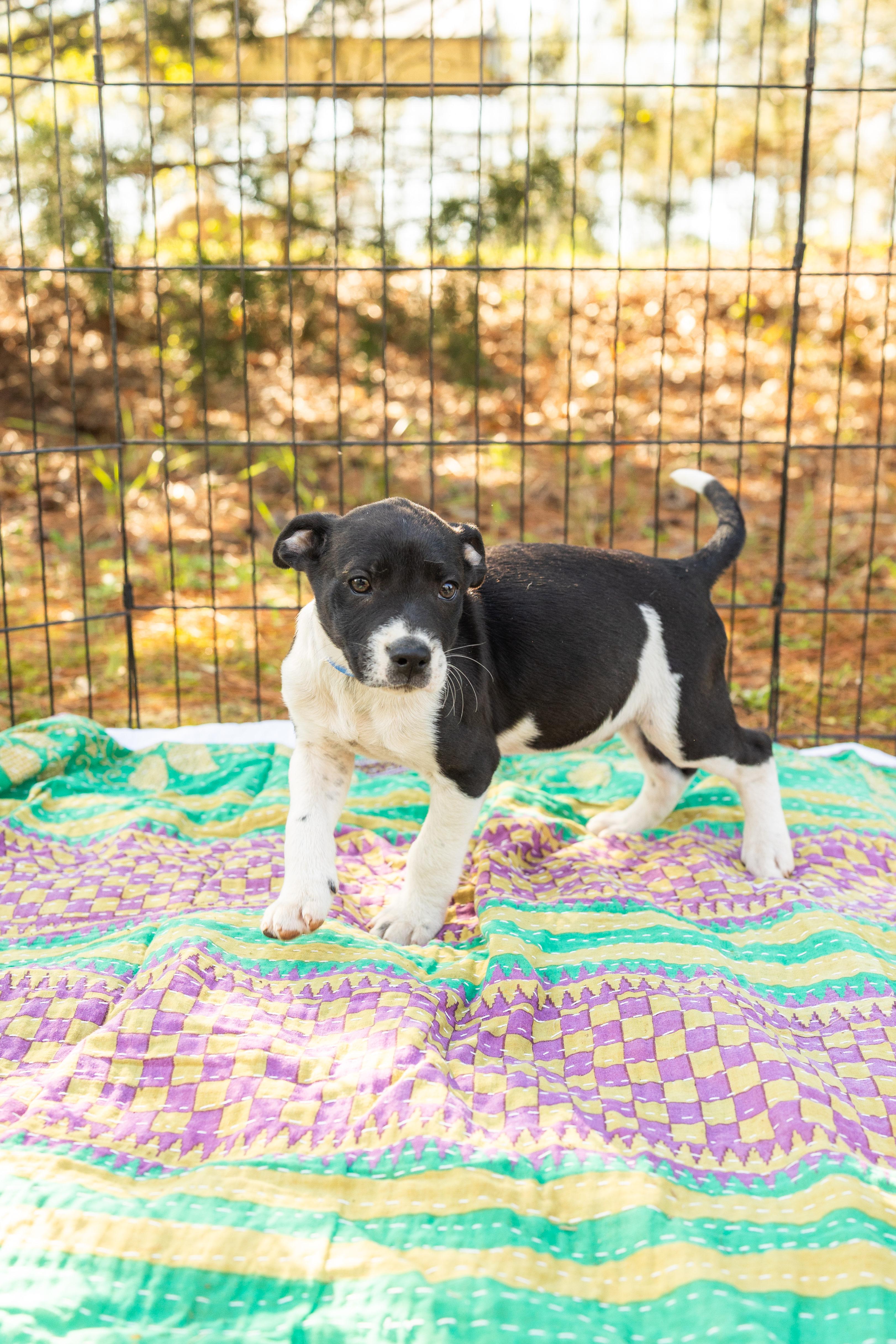 Enlarge TOBY, an adopted Mixed Breed in Newborn, GA image 2/4