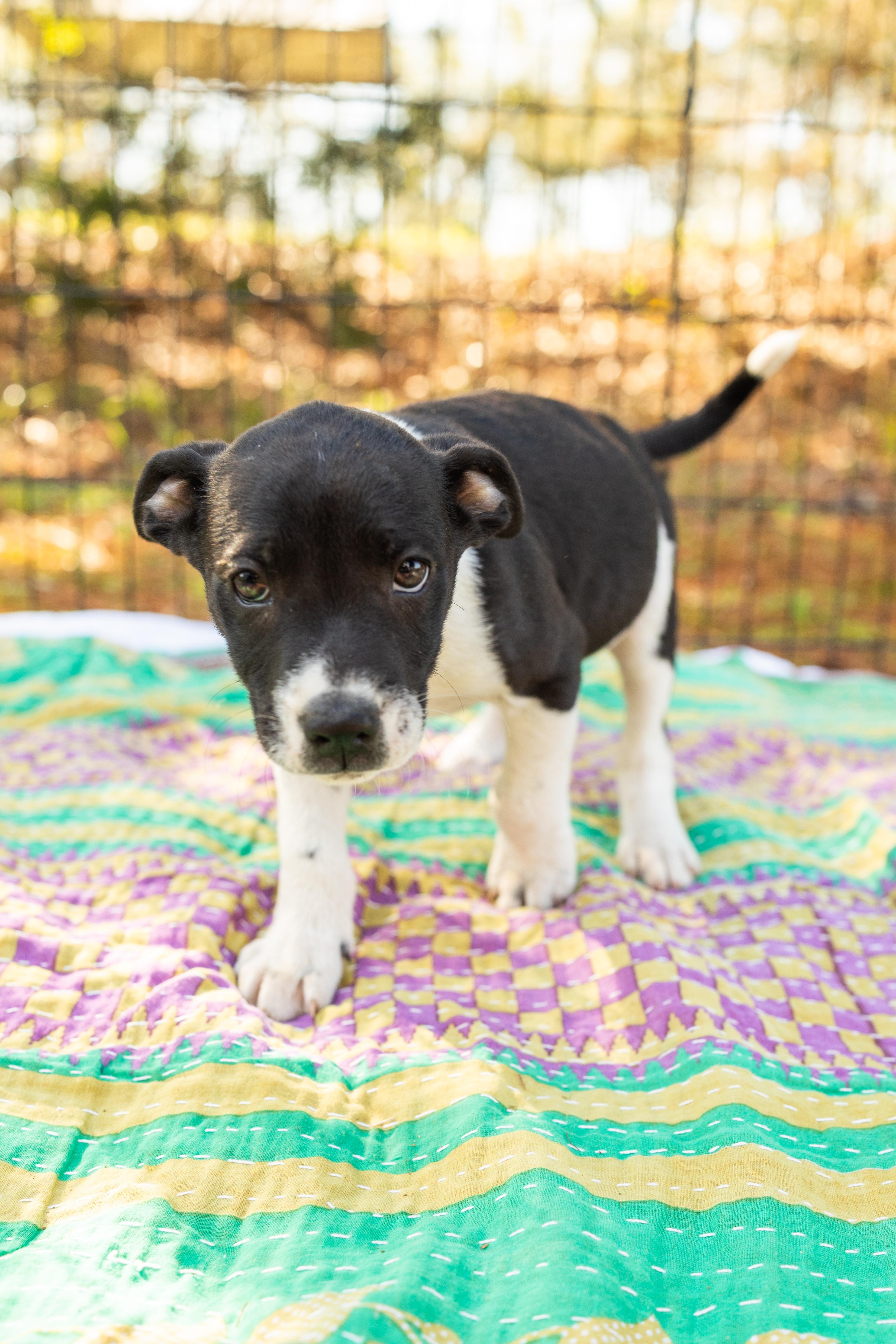 TOBY, adopted, Puppy Male Mixed Breed.
