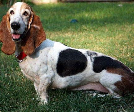 Enlarge HARPER, a Adoptable Basset Hound in Mays Landing, NJ image 1/3