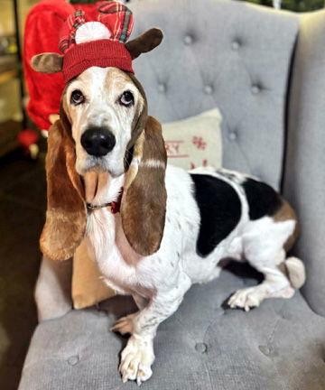 Enlarge HARPER, a Adoptable Basset Hound in Mays Landing, NJ image 2/3