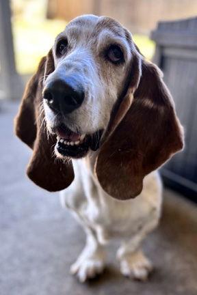 HARPER - ADOPTION PENDING! — thumbnail 2