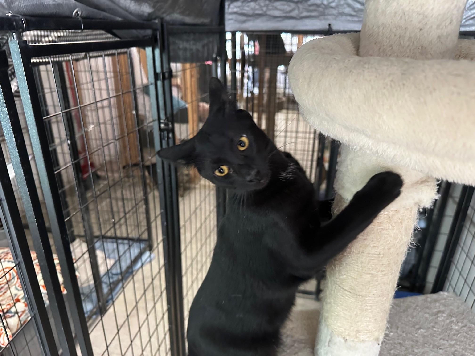 Joey, an adopted Domestic Short Hair in Midway City, CA image 2/3
