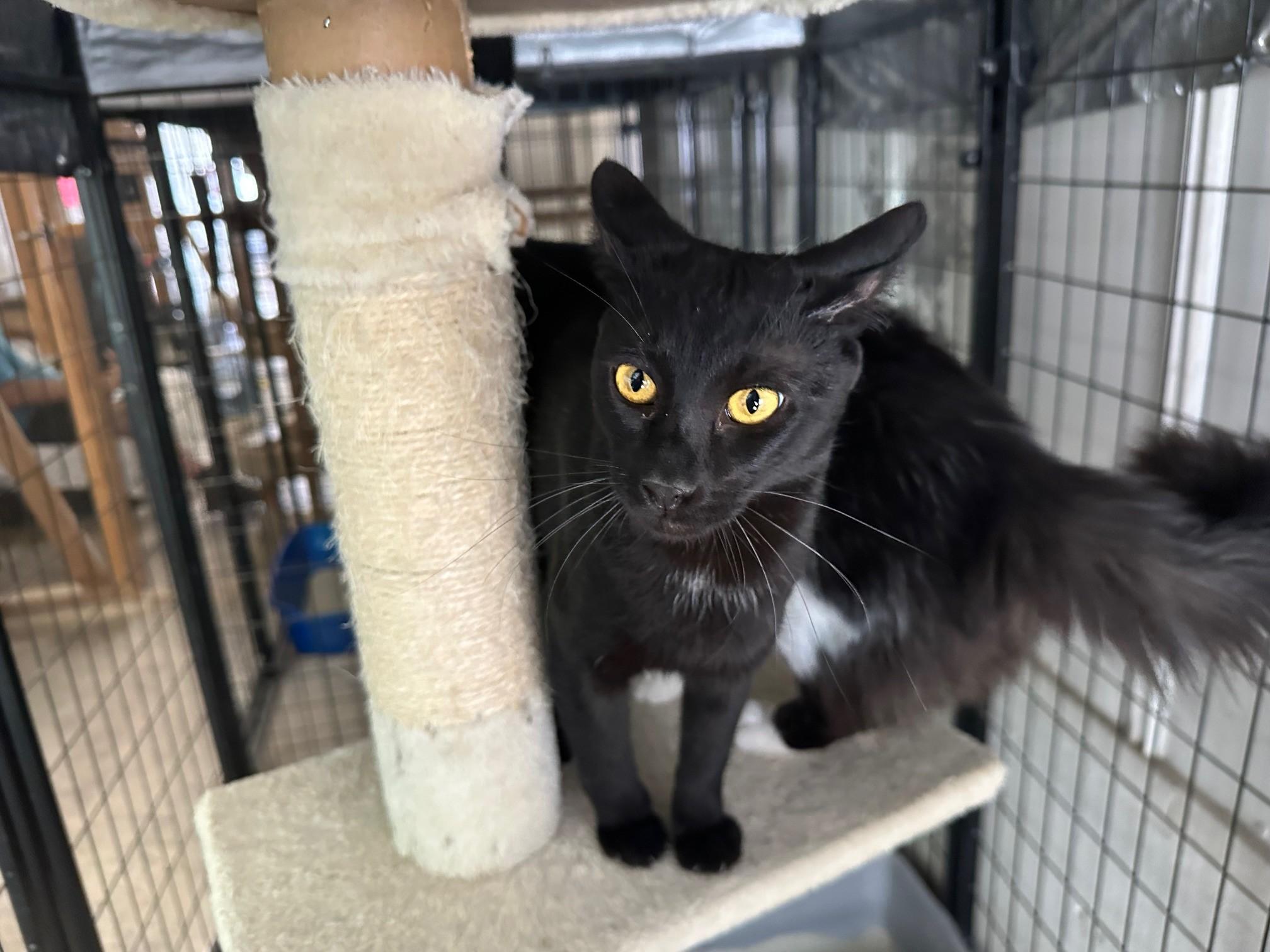 Joey, adopted, Young Male Domestic Short Hair.