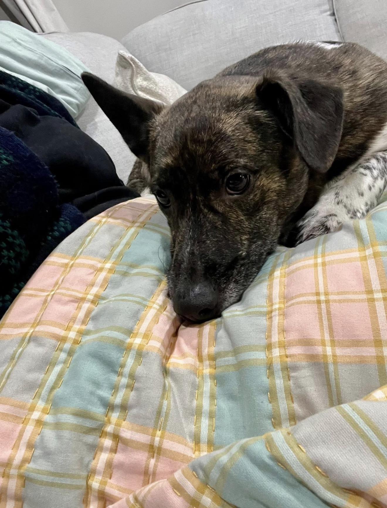 Shorty, an adopted mixed breed in Grand Haven, MI image 1/5