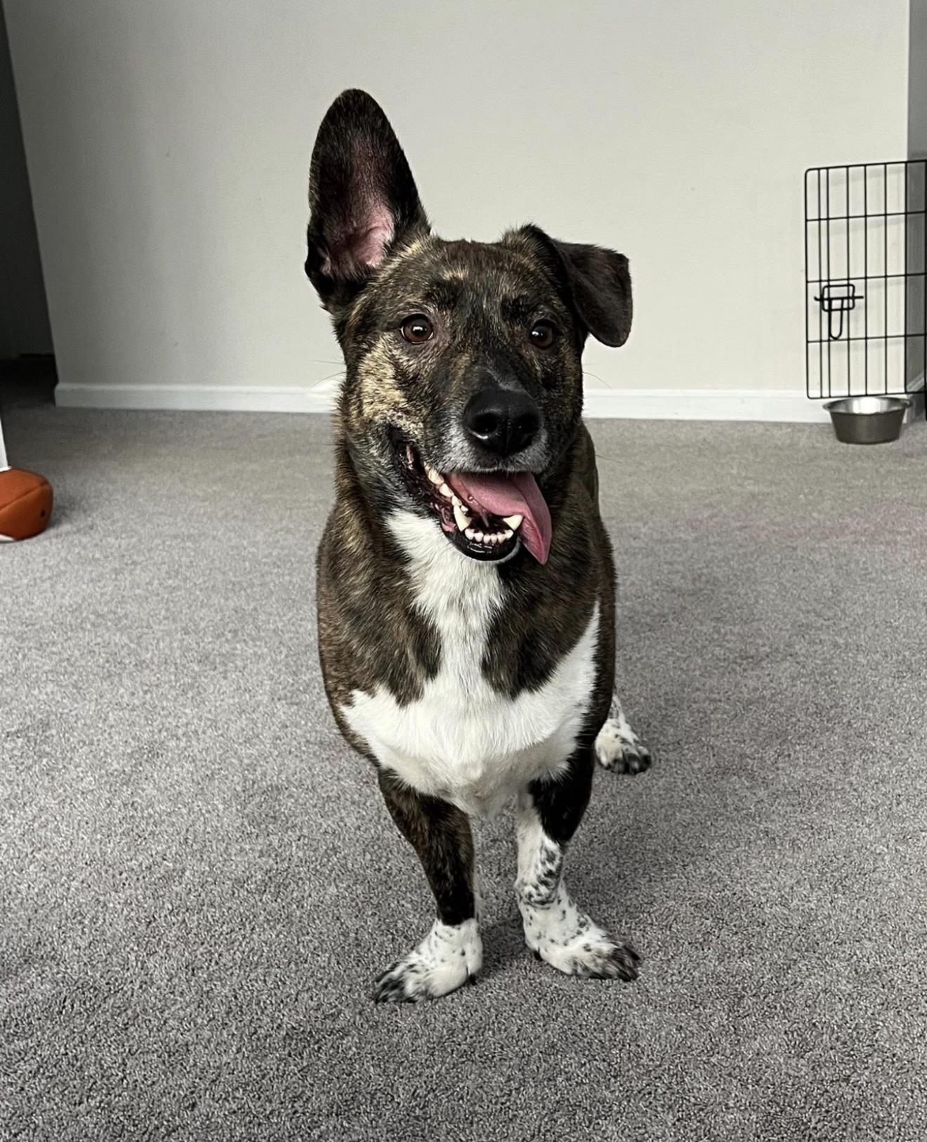 Shorty, an adopted mixed breed in Grand Haven, MI image 3/5