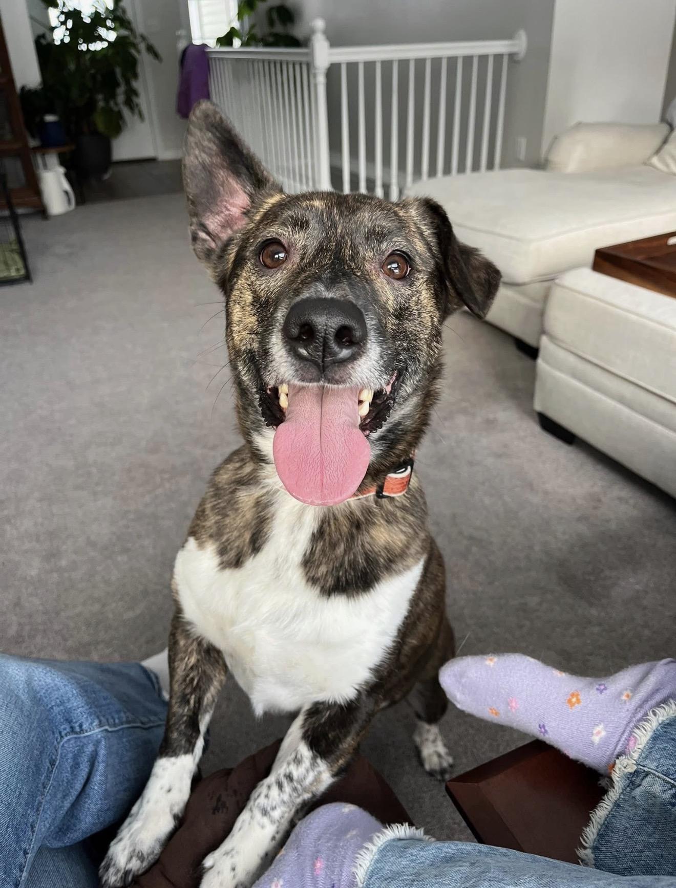 Shorty, an adopted mixed breed in Grand Haven, MI image 4/5