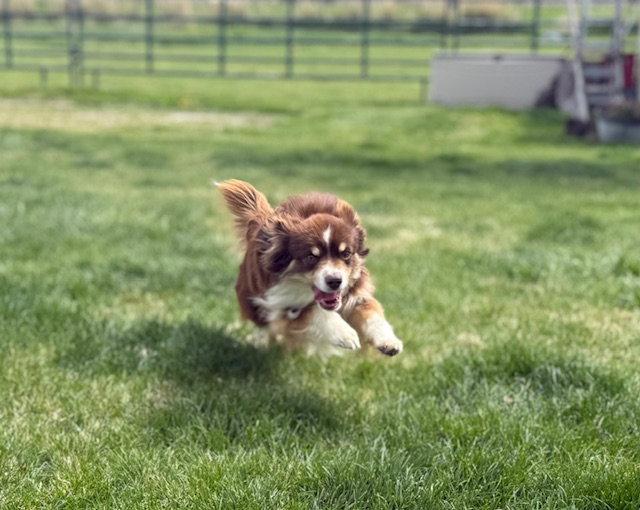 Taz, a Adoptable Australian Shepherd in Midway, UT image 1/3