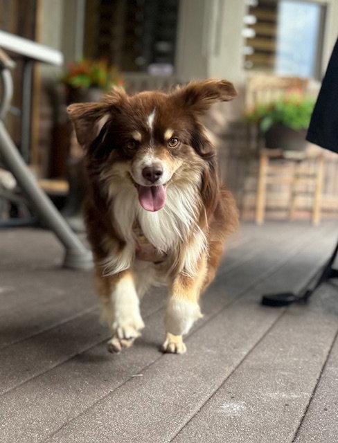 Taz, a Adoptable Australian Shepherd in Midway, UT image 2/3