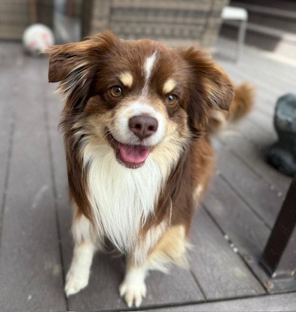 Taz, a Adoptable Australian Shepherd in Midway, UT image 3/3