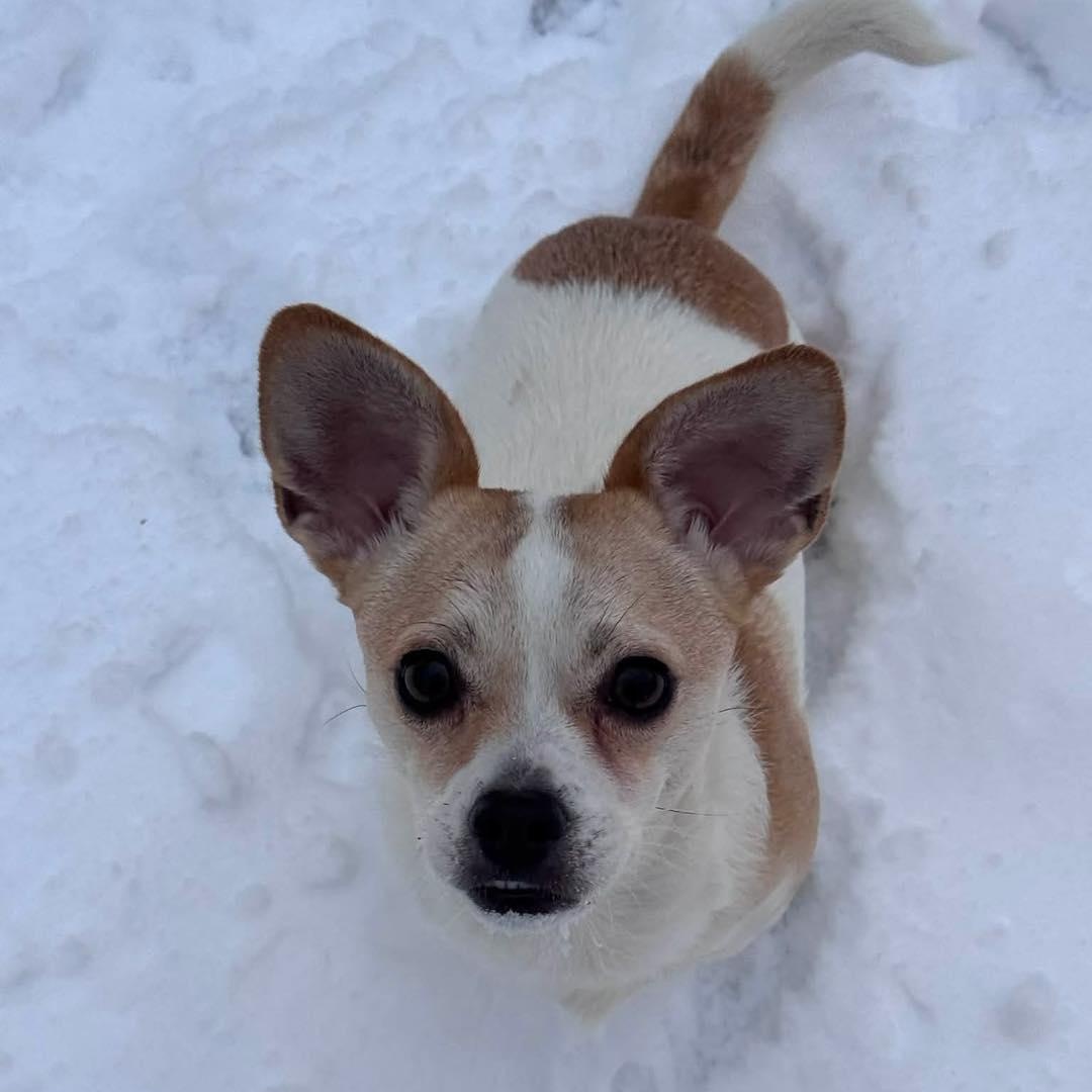 Teeter, a Adoptable mixed breed in Stamford, CT image 1/6