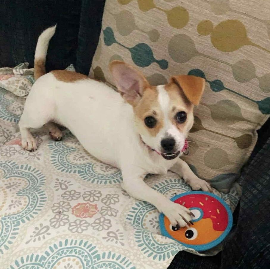 Teeter, a Adoptable mixed breed in Stamford, CT image 1/5