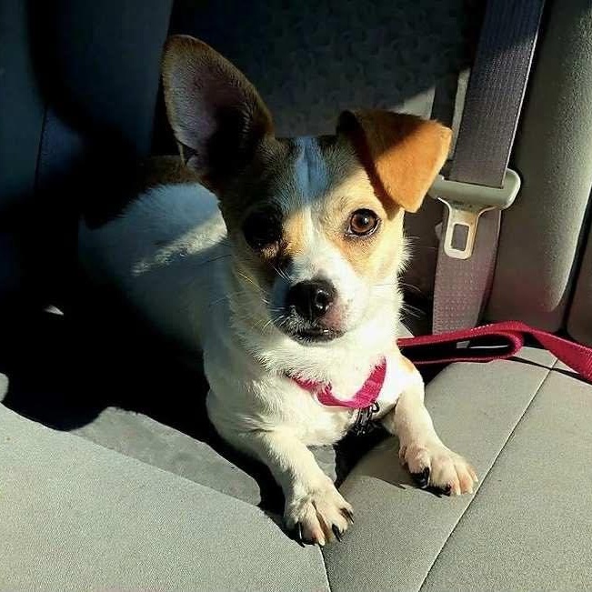 Teeter, a Adoptable mixed breed in Stamford, CT image 4/5