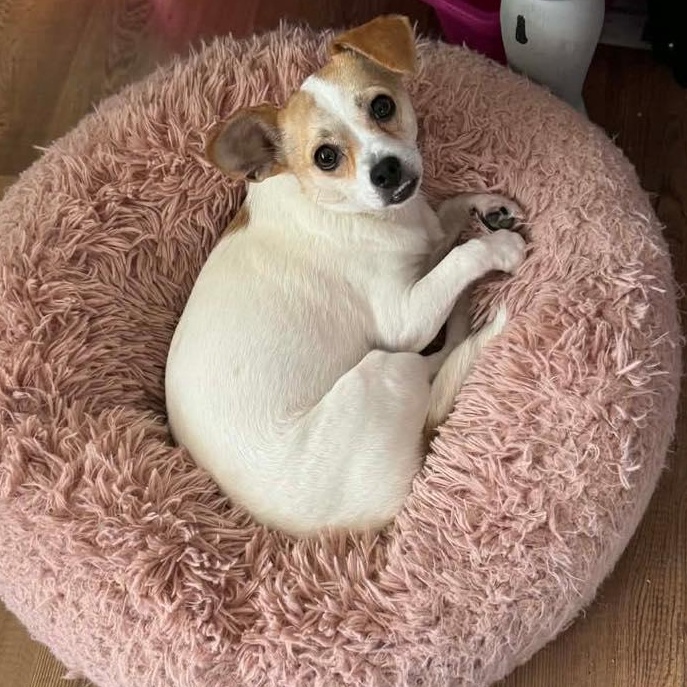 Teeter, a Adoptable mixed breed in Stamford, CT image 5/6