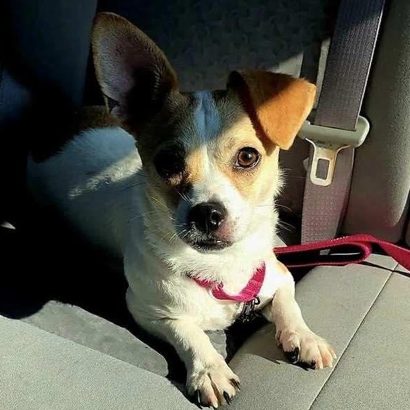 Teeter, a Adoptable mixed breed in Stamford, CT image 6/6