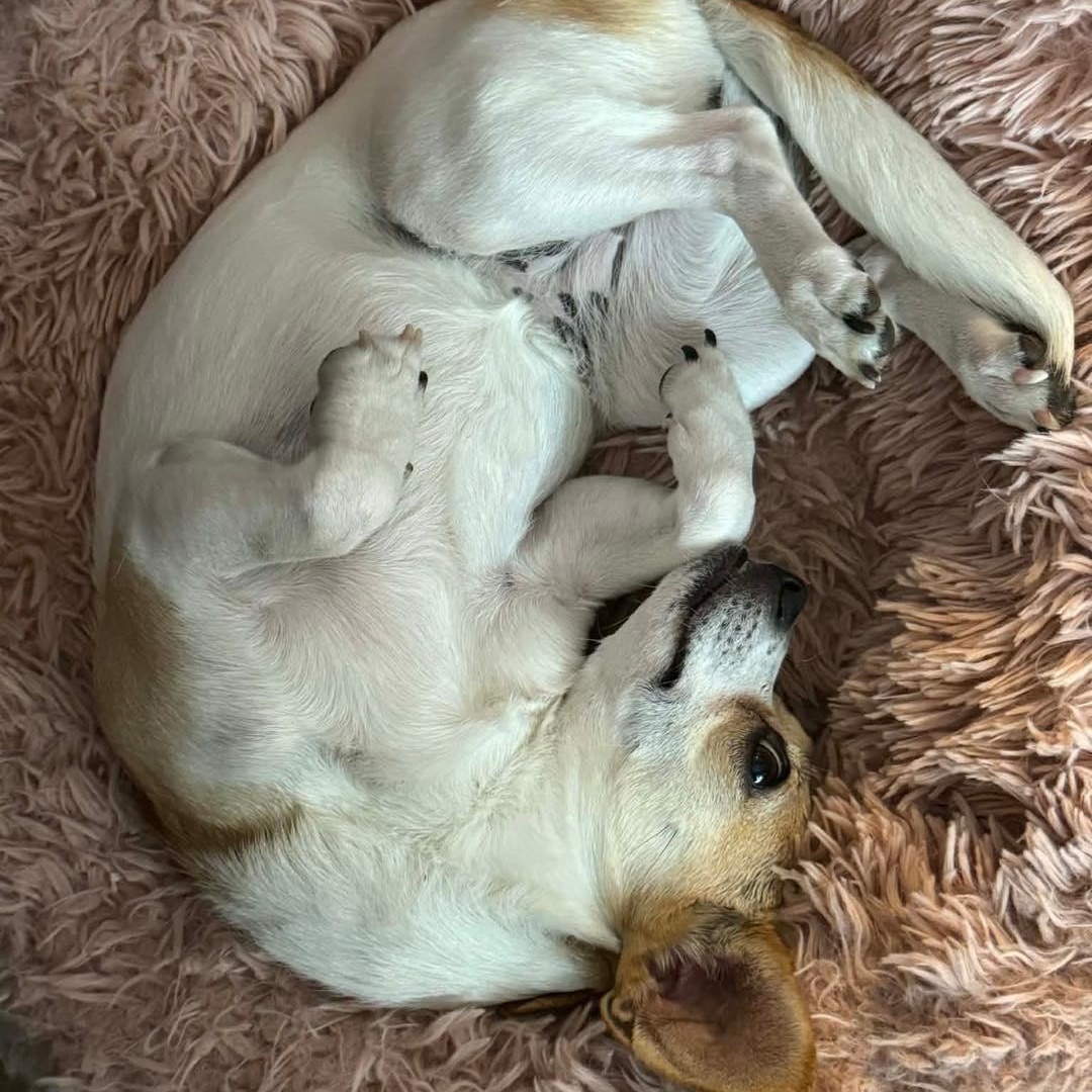Teeter, a Adoptable mixed breed in Stamford, CT image 4/6