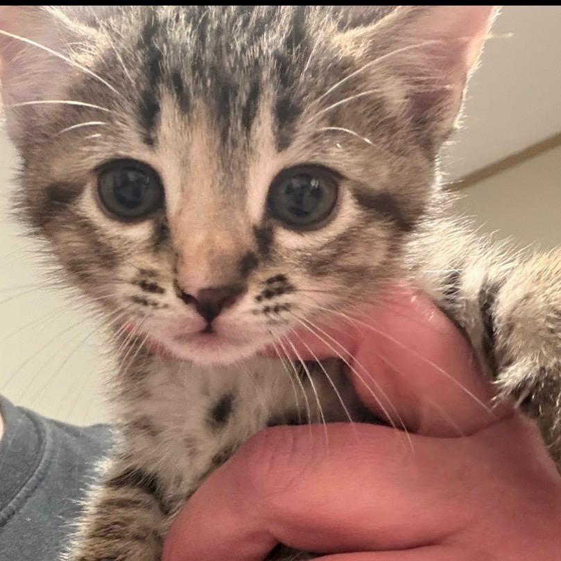 Poppy A26-024, Adoptable, Kitten Female Domestic Short Hair.
