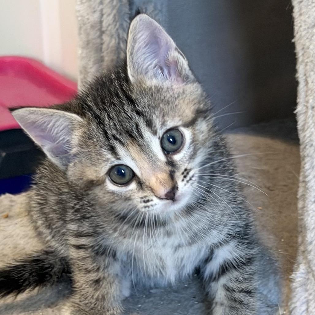 Enlarge Poppy A26-024, a Adoptable Domestic Short Hair in SANTA ROSA BEACH, FL image 2/3