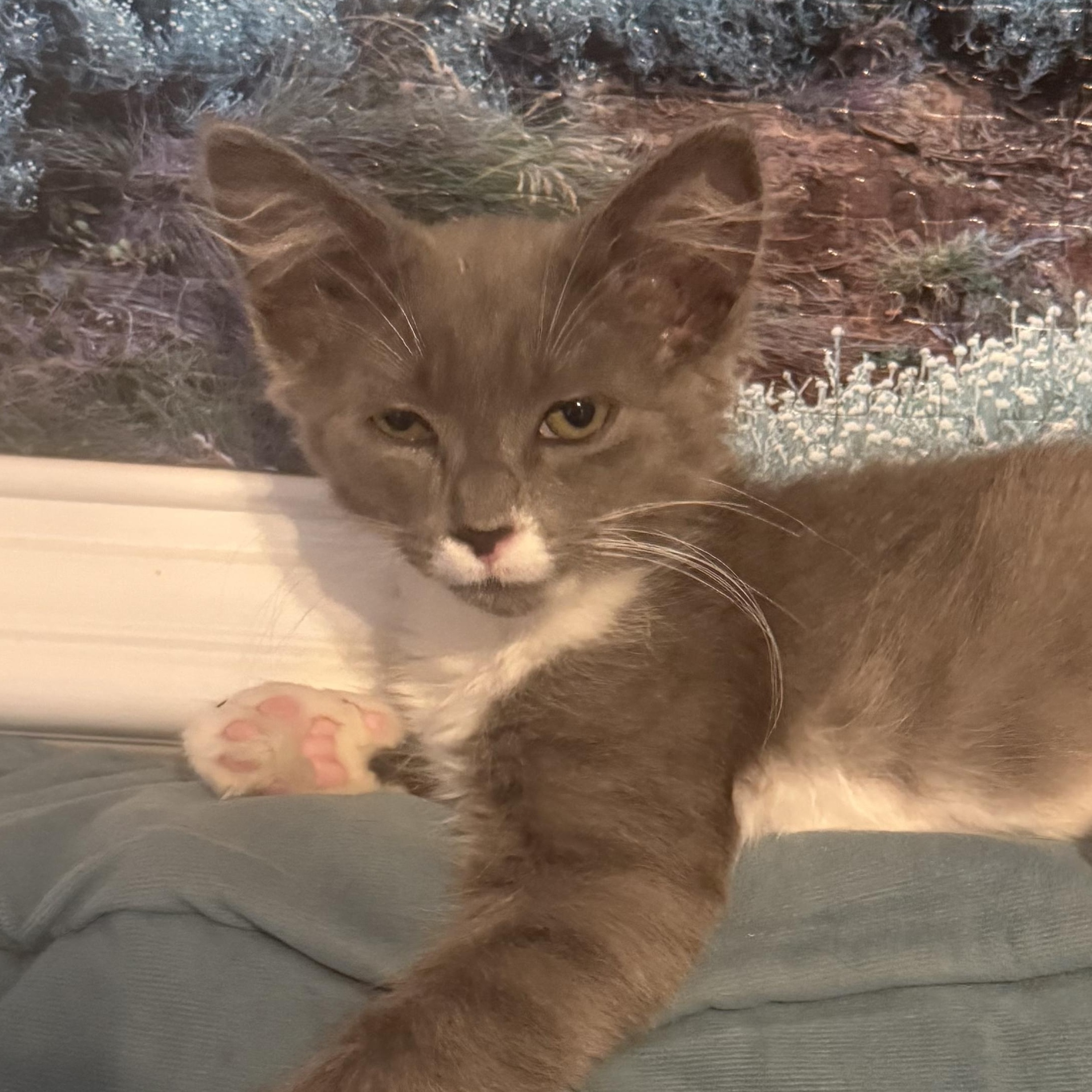 Enlarge Lacrosse, an adopted American Shorthair in North Chesterfield, VA image 1/1