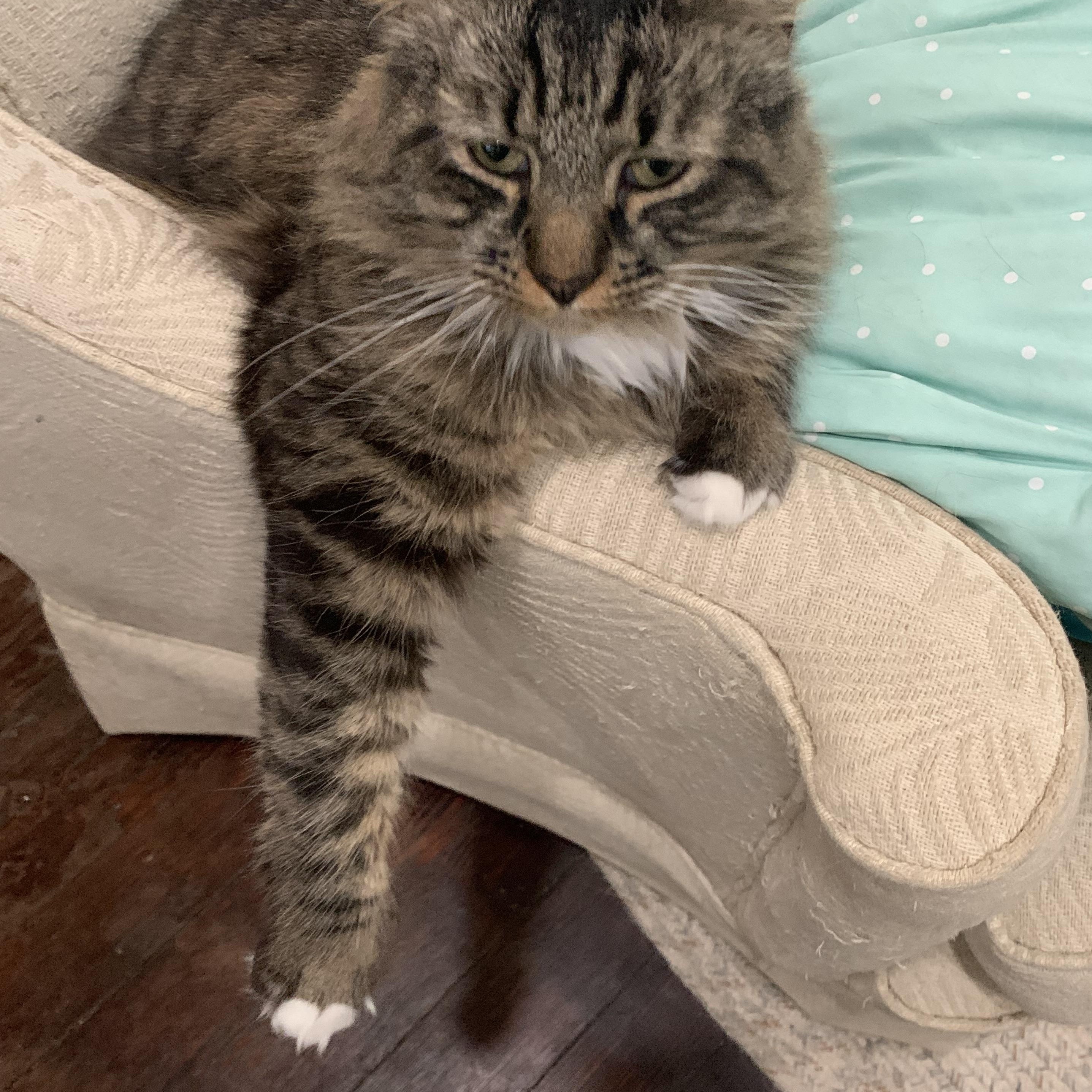 Enlarge Muppet, an adoptable Domestic Long Hair in Galloway, NJ image 1/5