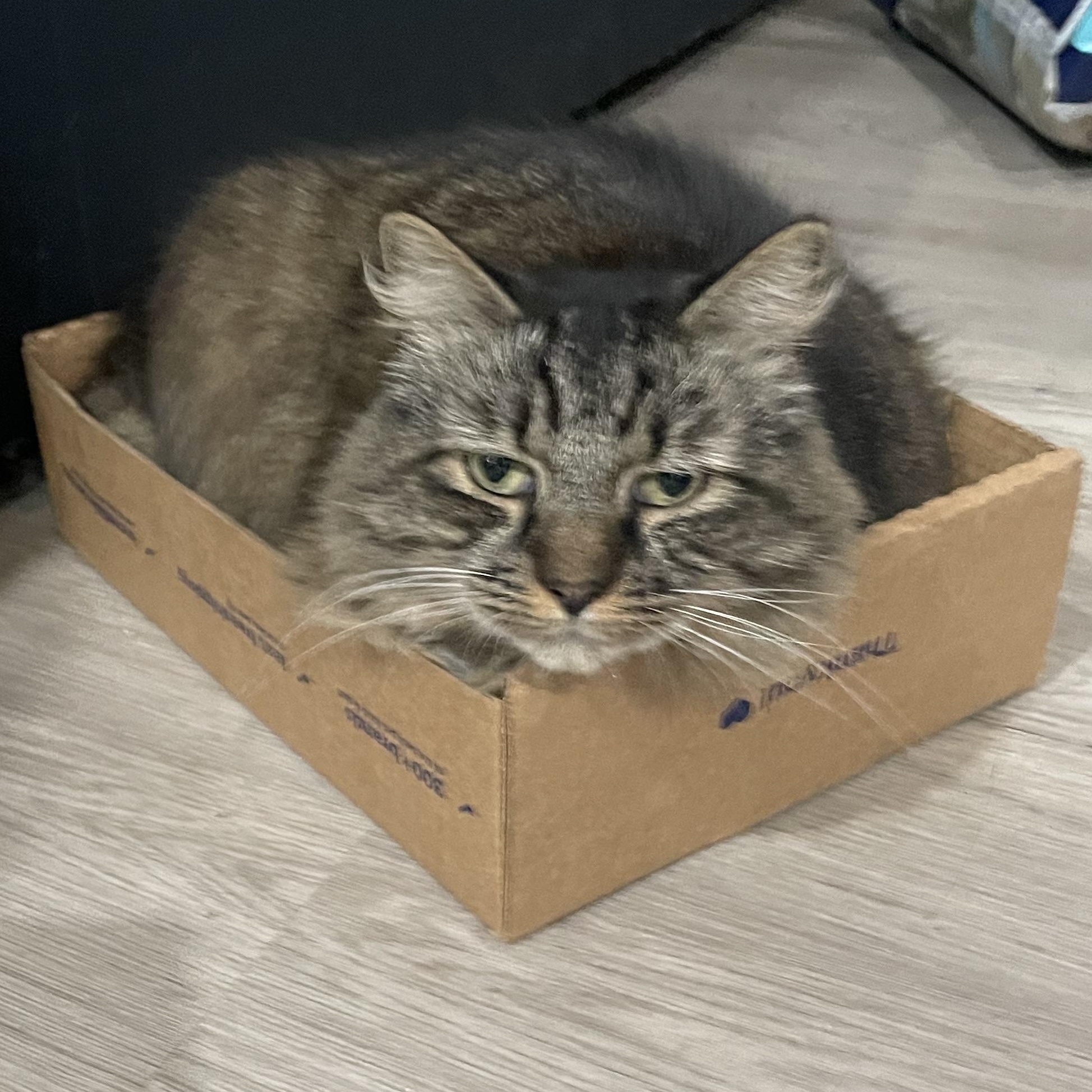 Enlarge Muppet, an adoptable Domestic Long Hair in Galloway, NJ image 2/5