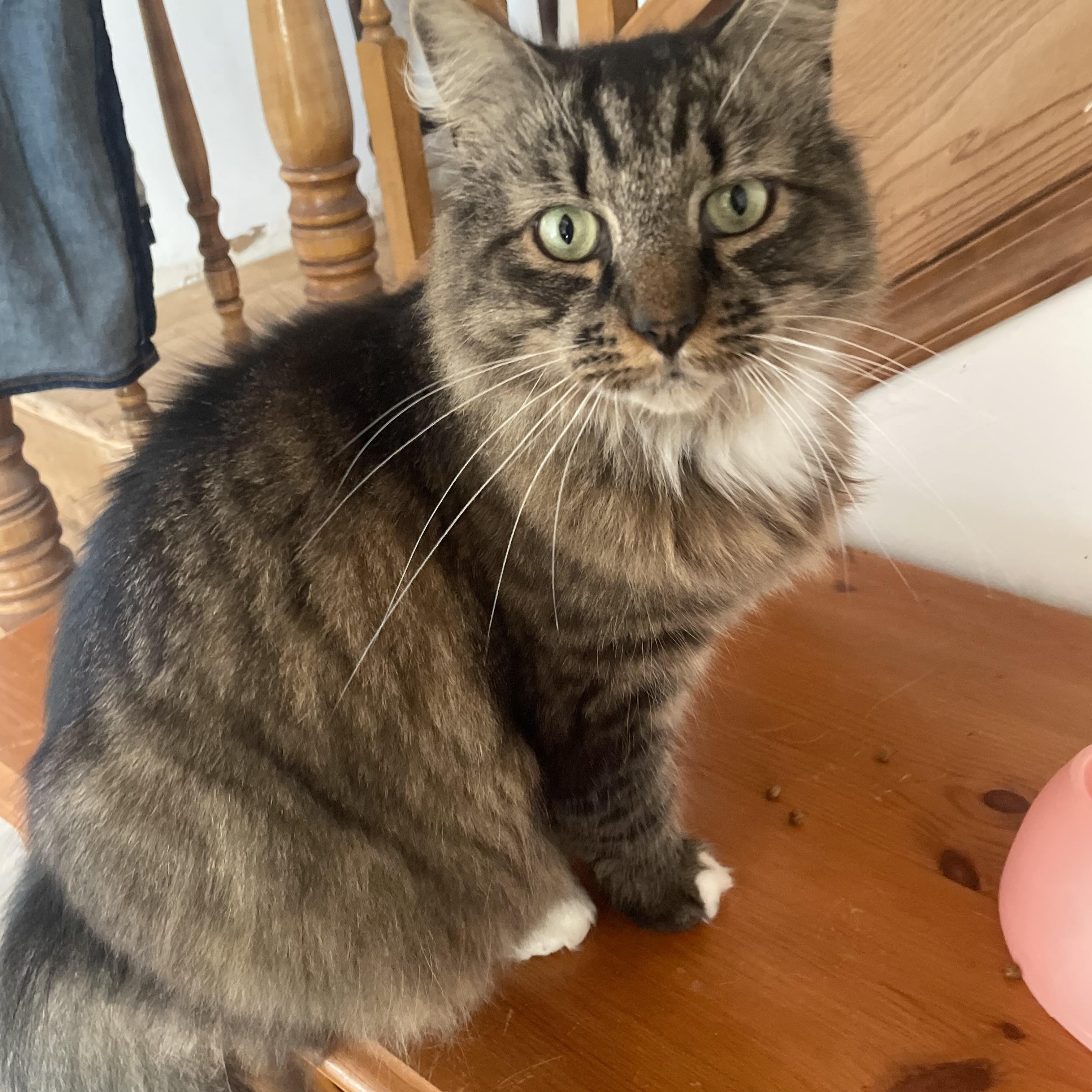 Enlarge Muppet, an adoptable Domestic Long Hair in Galloway, NJ image 3/5