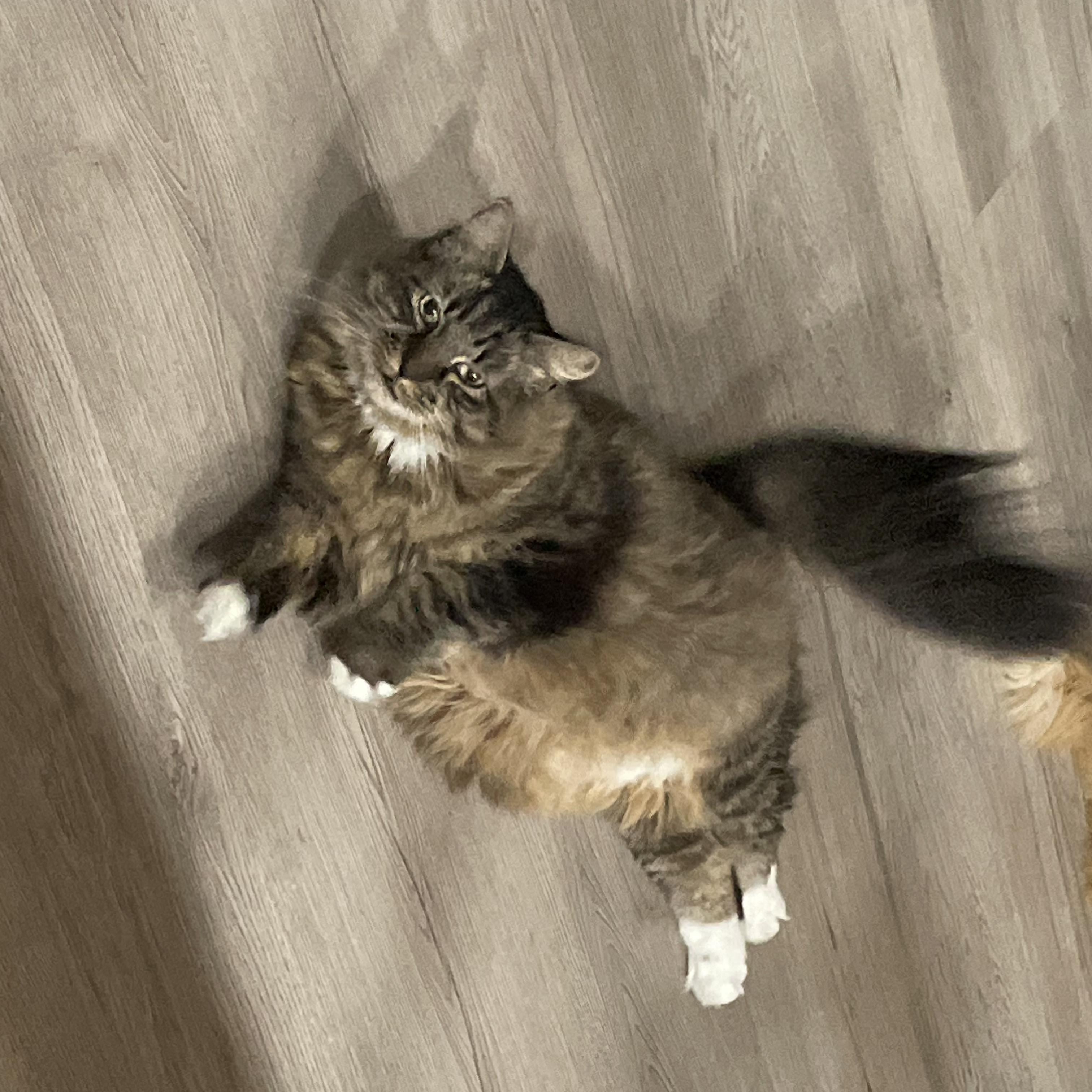 Enlarge Muppet, an adoptable Domestic Long Hair in Galloway, NJ image 4/5