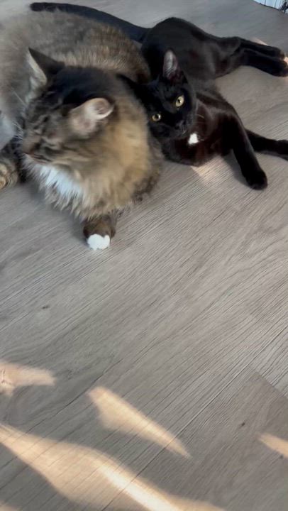 Enlarge Muppet, an adoptable Domestic Long Hair in Galloway, NJ video 5/5