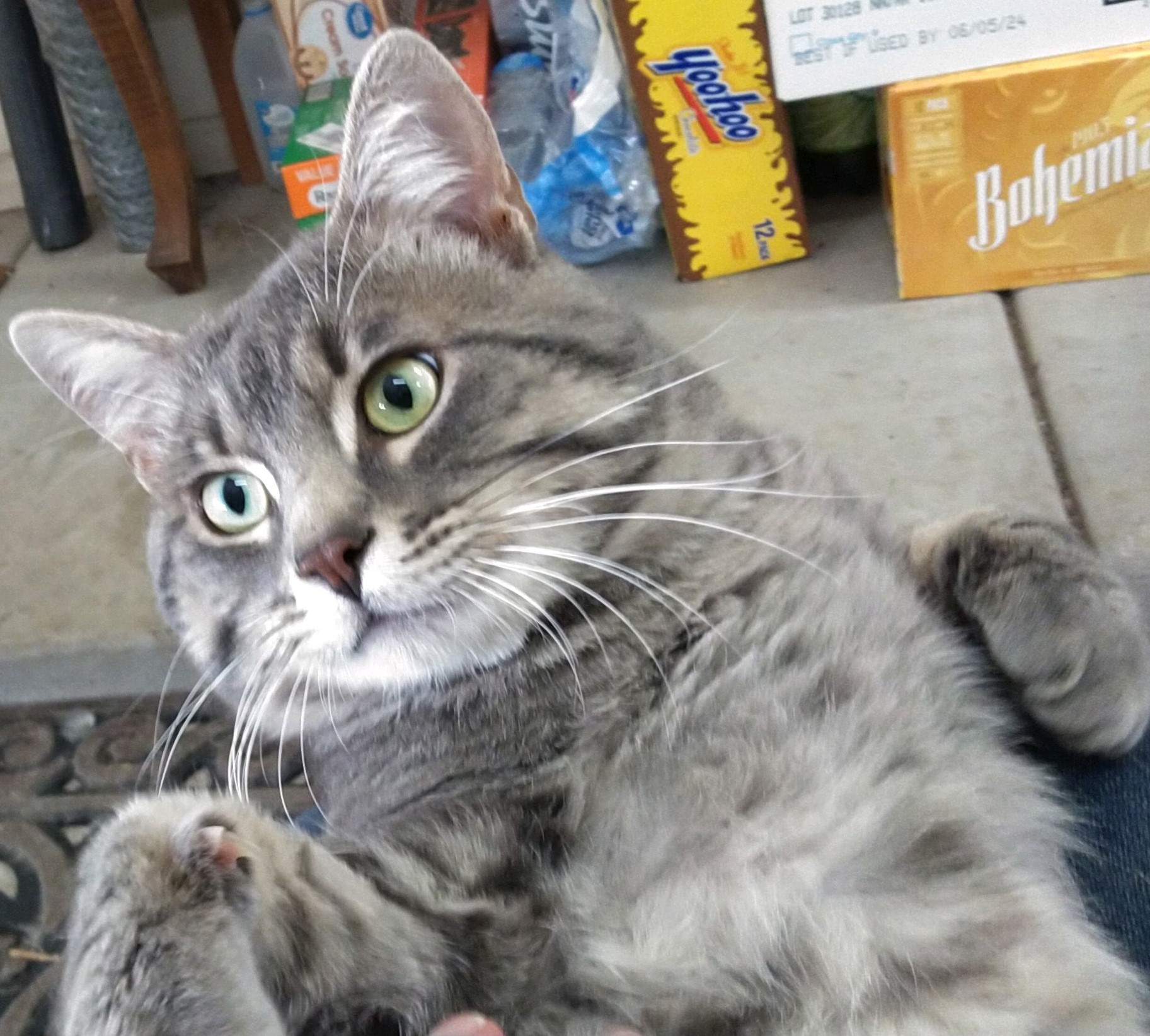 Tigre