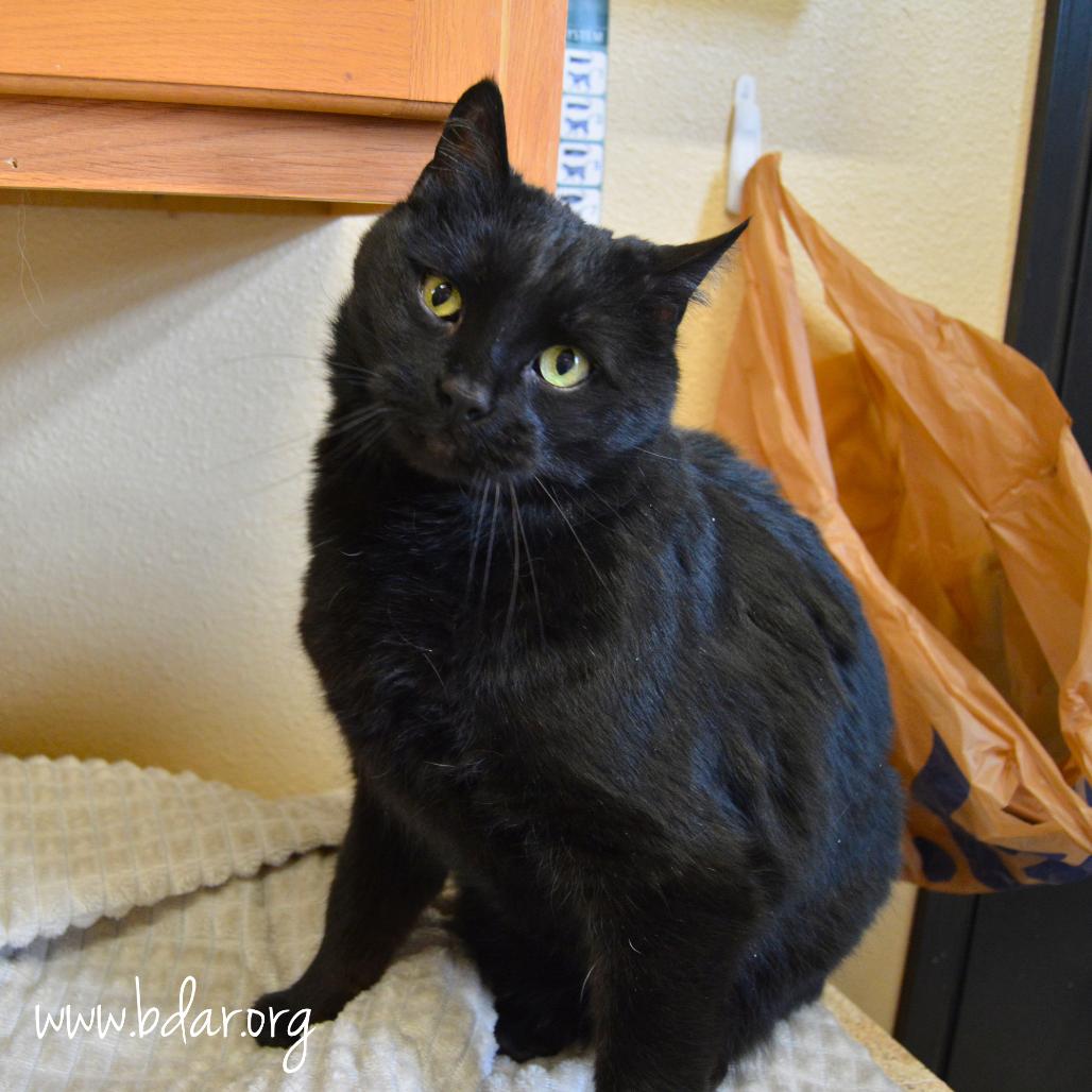 Bean, Adoptable, Senior Male Domestic Short Hair.