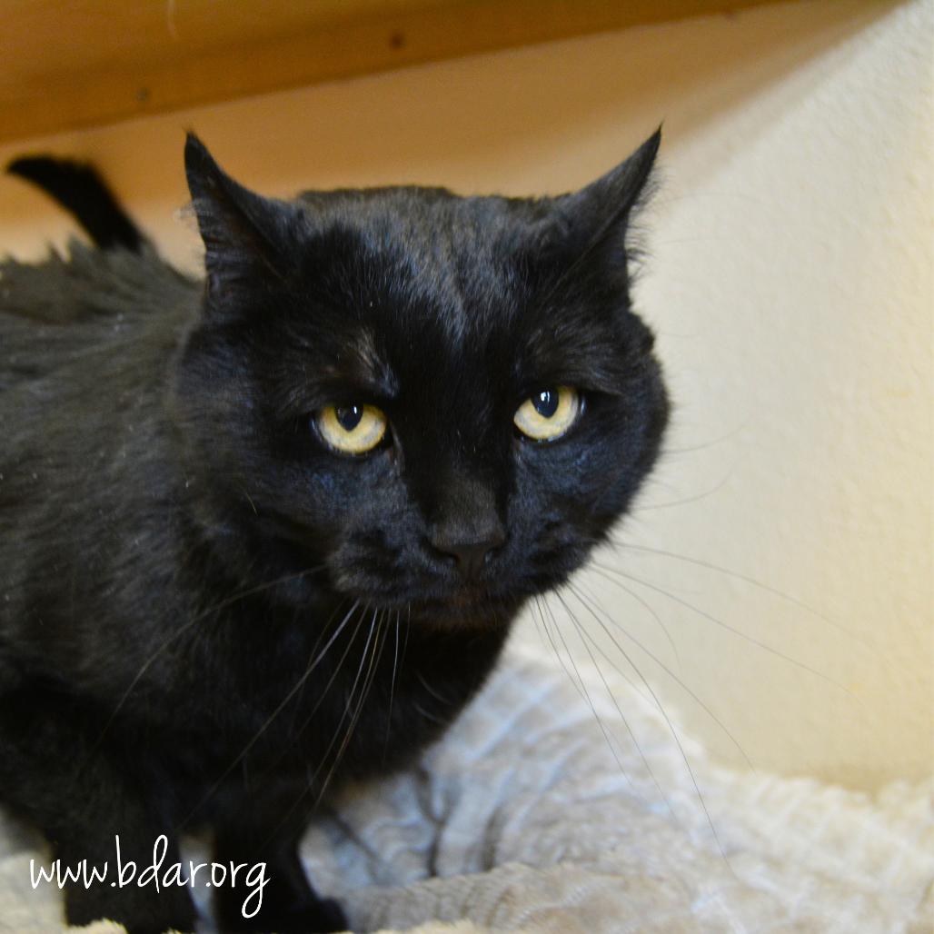 Enlarge Bean, a Adoptable Domestic Short Hair in Cheyenne, WY image 2/2