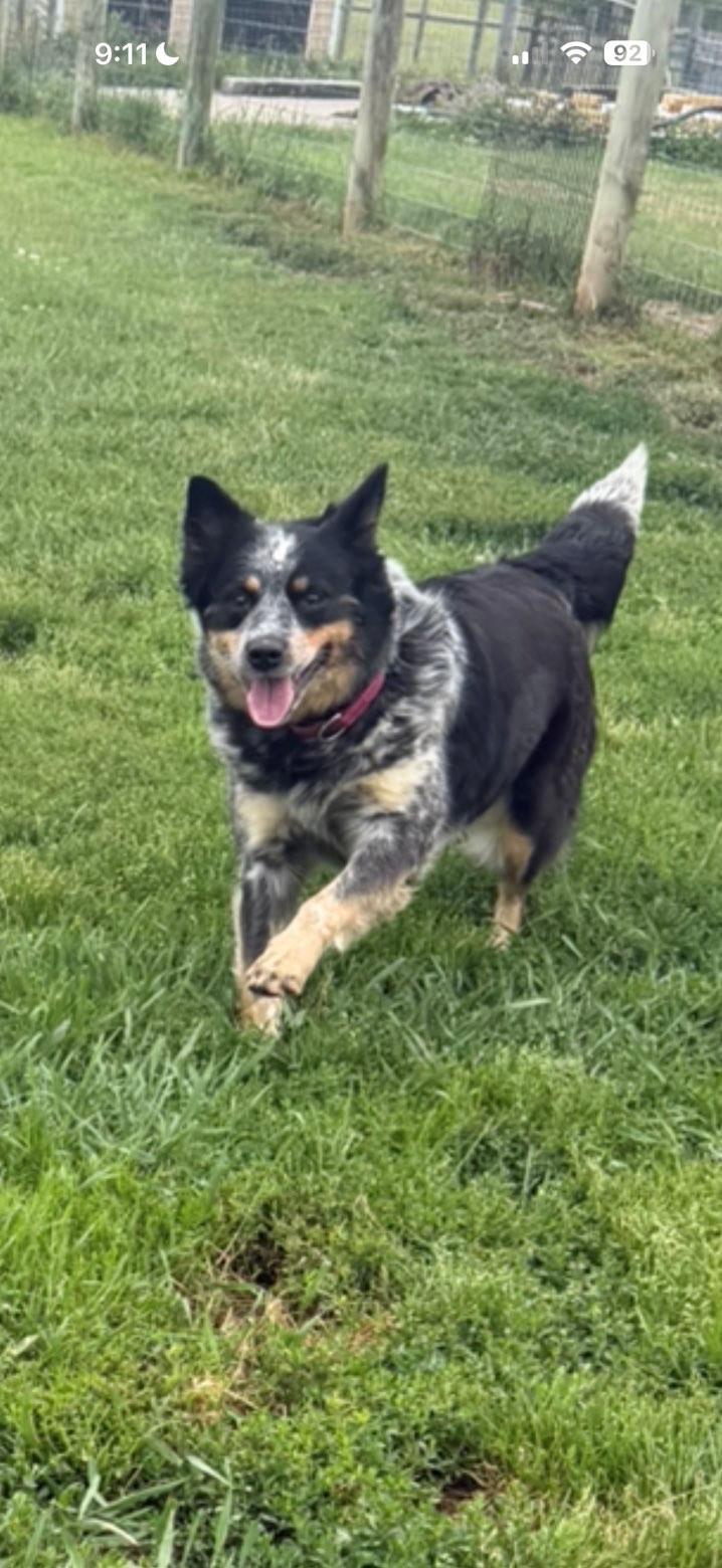 JoJo, a ADOPTABLE mixed breed in Augusta, WV image 2/2