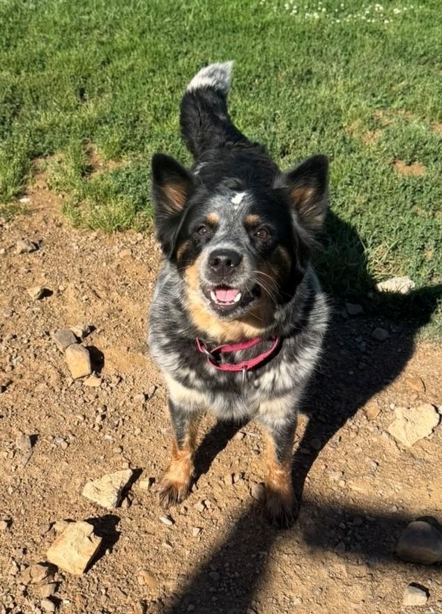 JoJo, a ADOPTABLE mixed breed in Augusta, WV image 1/2